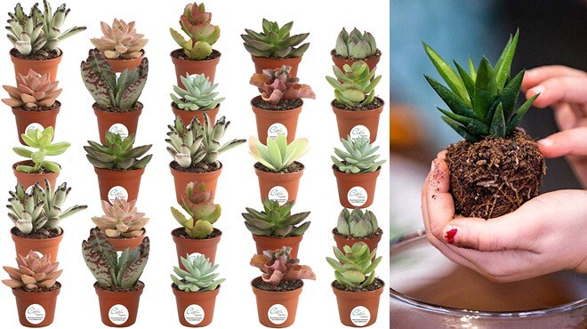 Alea's Deals Live Succulents 25-Pack ONLY $29 + FREE Shipping at Amazon! Just $1.17 Each!  