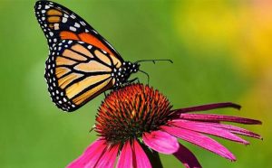 Alea's Deals FREE Butterfly Garden Starter Seed Kit  