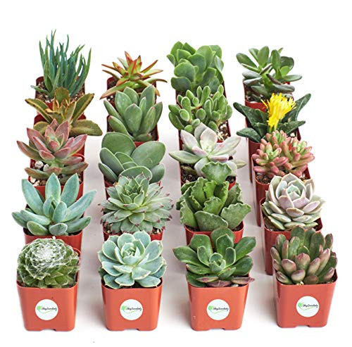 Alea's Deals 20 Pack of Mini Succulents Up to 45% Off! Was $39.99!  