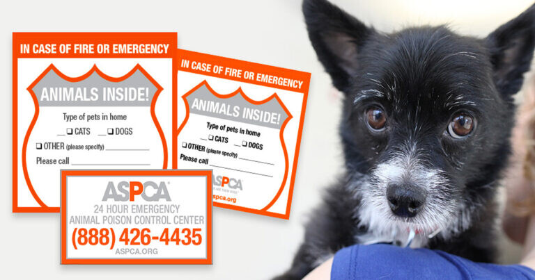 Alea's Deals Free Pet Safety Pack from the ASPCA  