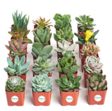 20 Pack of Mini Succulents Up to 45% Off! Was $39.99!