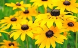 FREE Flower Seed Packs!
