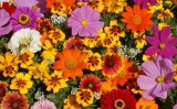 FREE Wildflower Seeds from Air Wick