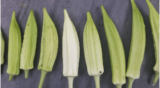 Free Okra Seeds!