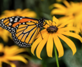 FREE Pollinator Flower Seed Packet