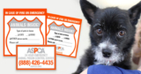 Free Pet Safety Pack from the ASPCA