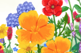 FREE Packet of Bee-Friendly Flower Seeds!